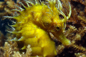 another seahorse shot from island gangaro by Andy Kutsch 